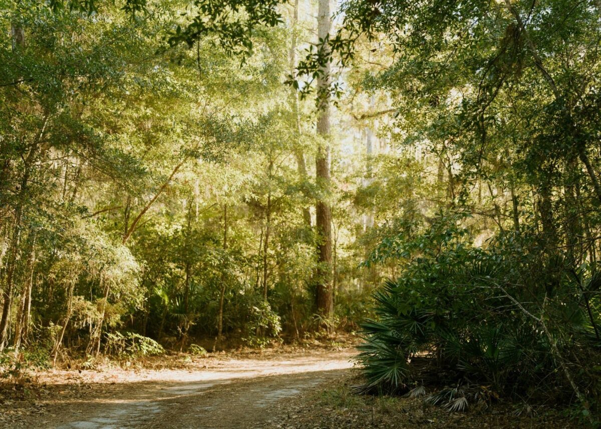 palmetto bluff nature trails
