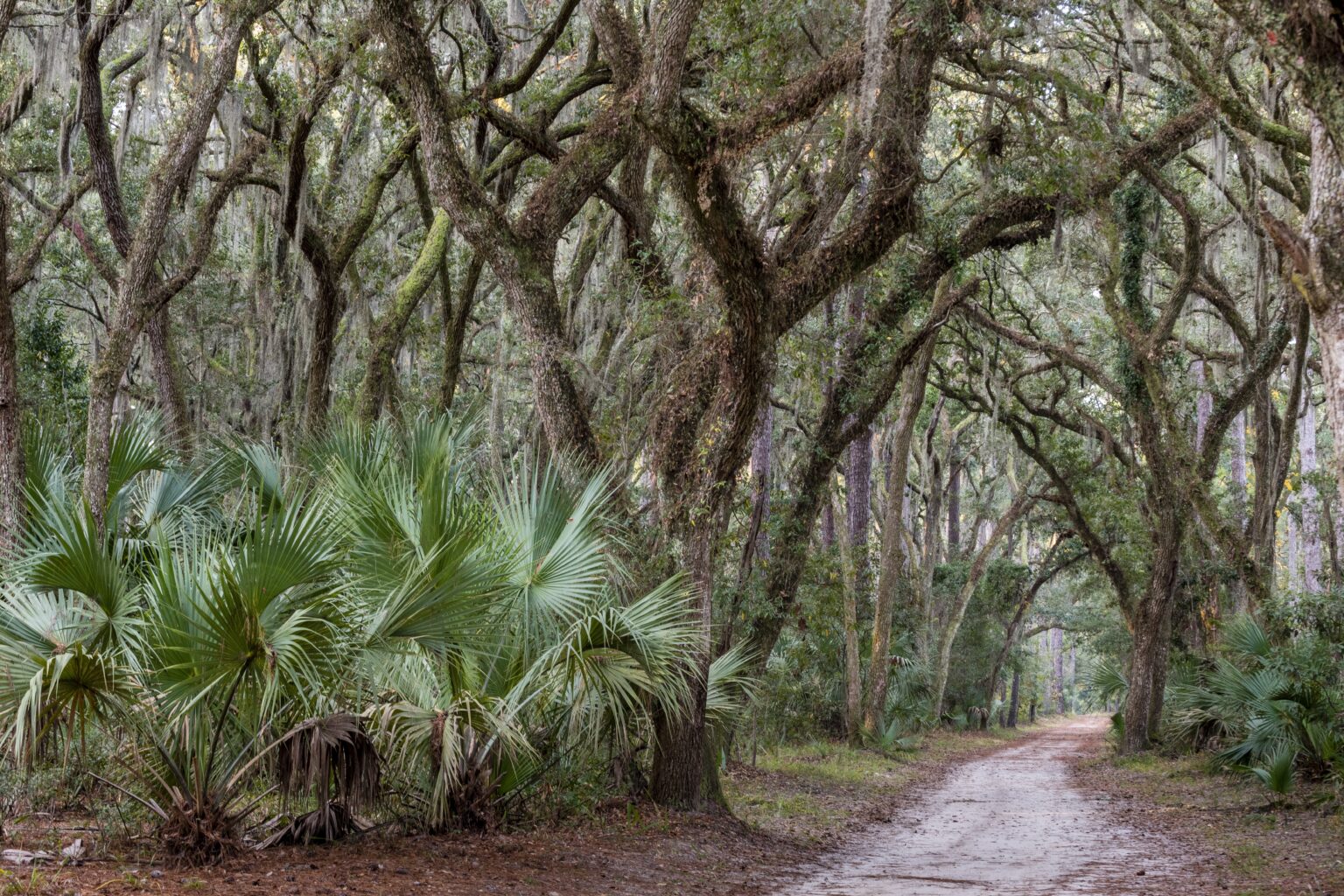Live - Palmetto Bluff