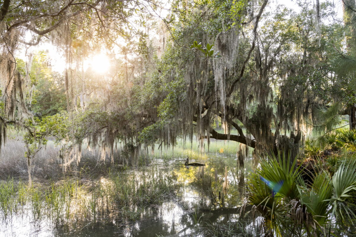 south carolina lowcountry