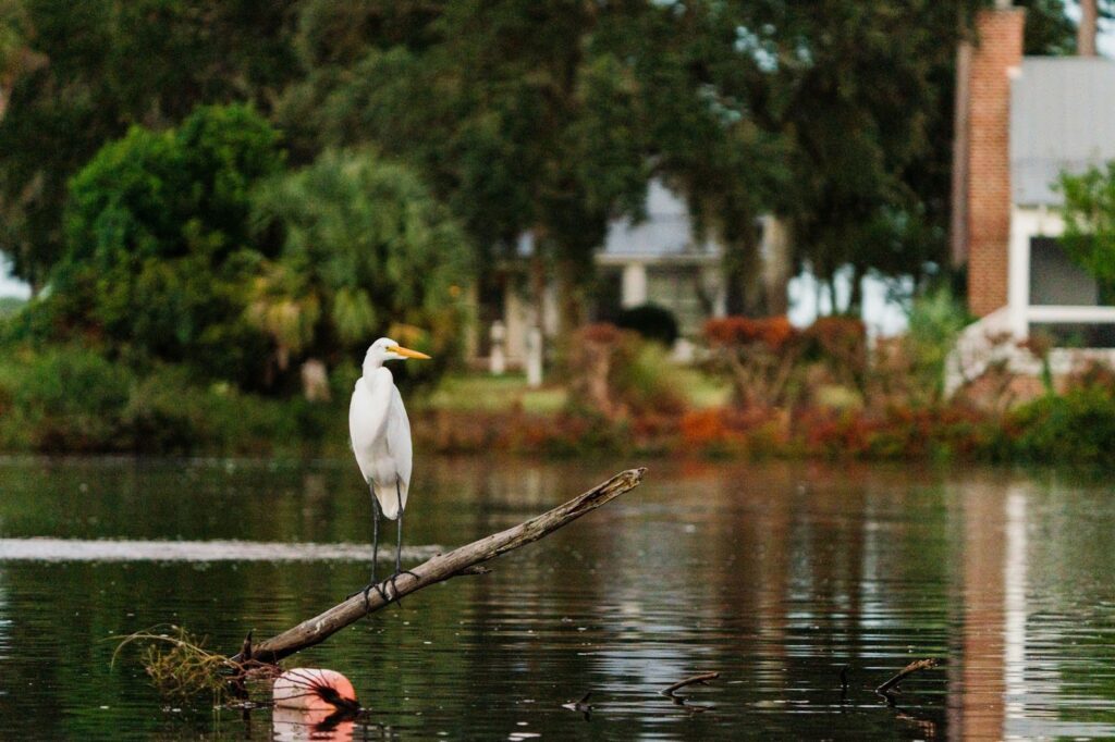 south carolina wildlife
