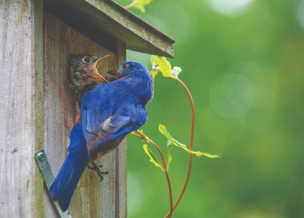 birds common to south carolina