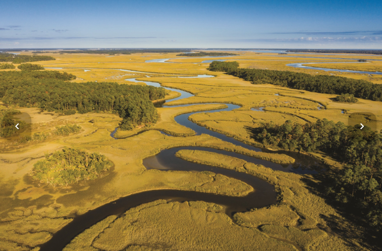 palmetto bluff conservancy