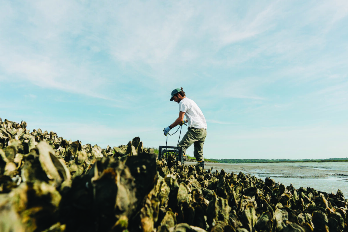 Oyster season in palmetto bluff