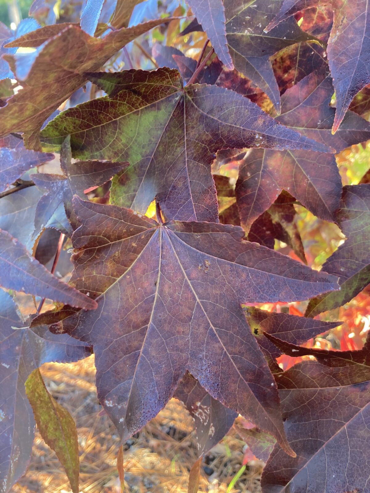 buying a home in the fall