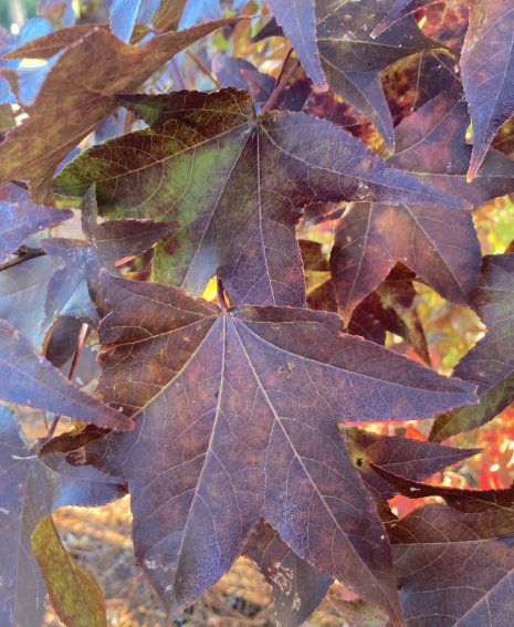 buying a home in the fall