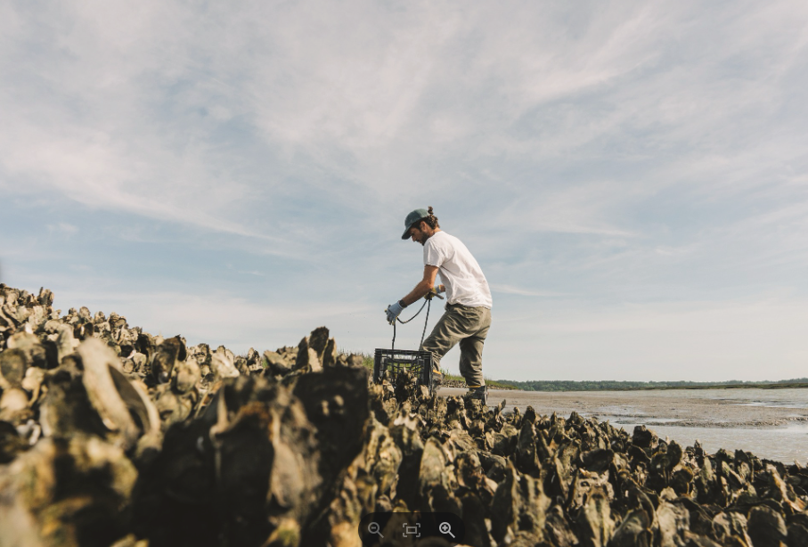 Oyster season in palmetto bluff